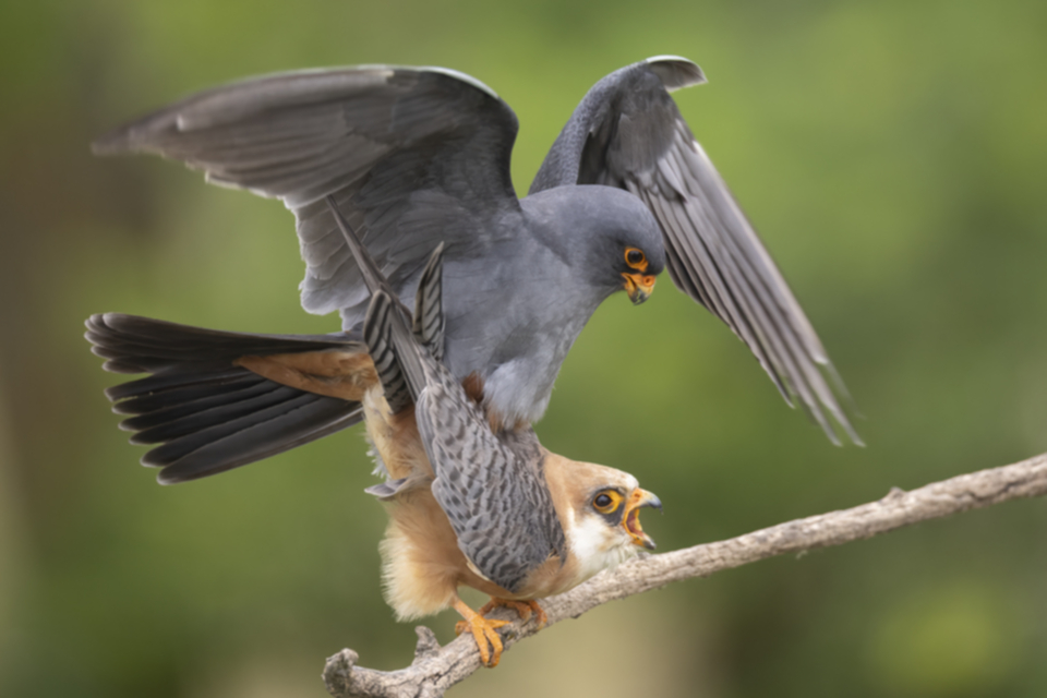 Rotfussfalke_240509_30.jpg