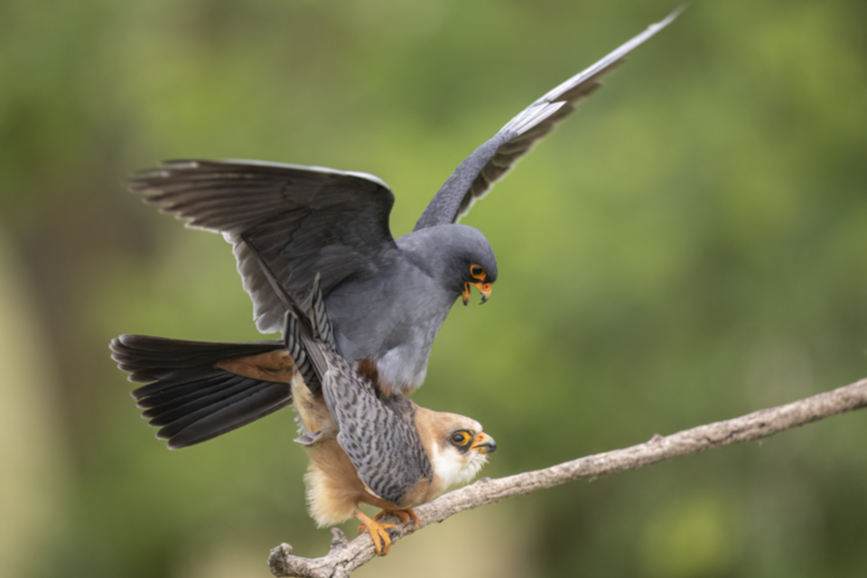 Rotfussfalke_240509_31.jpg