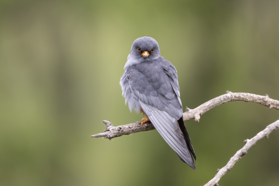 Rotfussfalke_240509_32.jpg