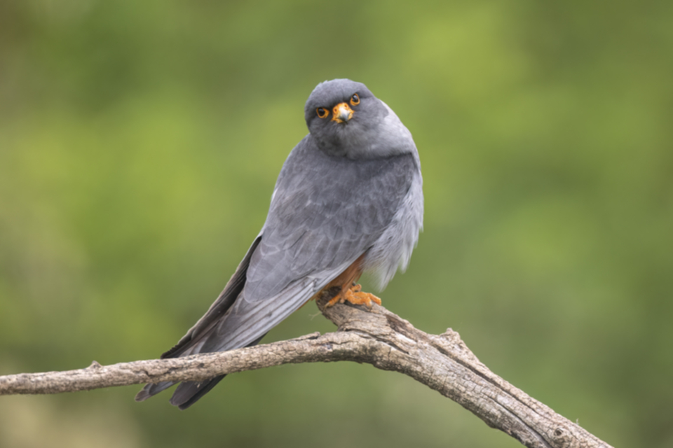 Rotfussfalke_240509_33.jpg