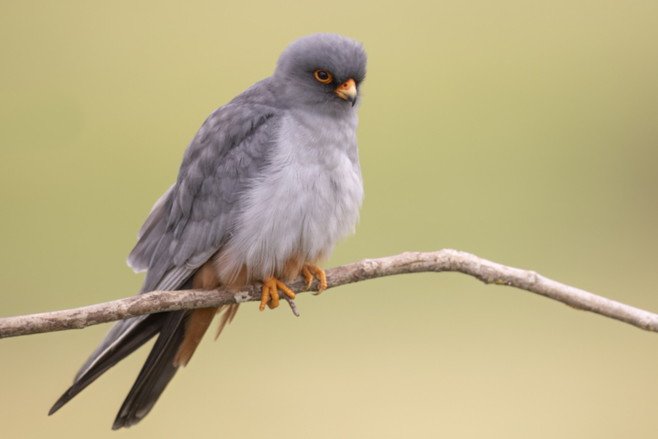 Rotfussfalke_240509_34.jpg