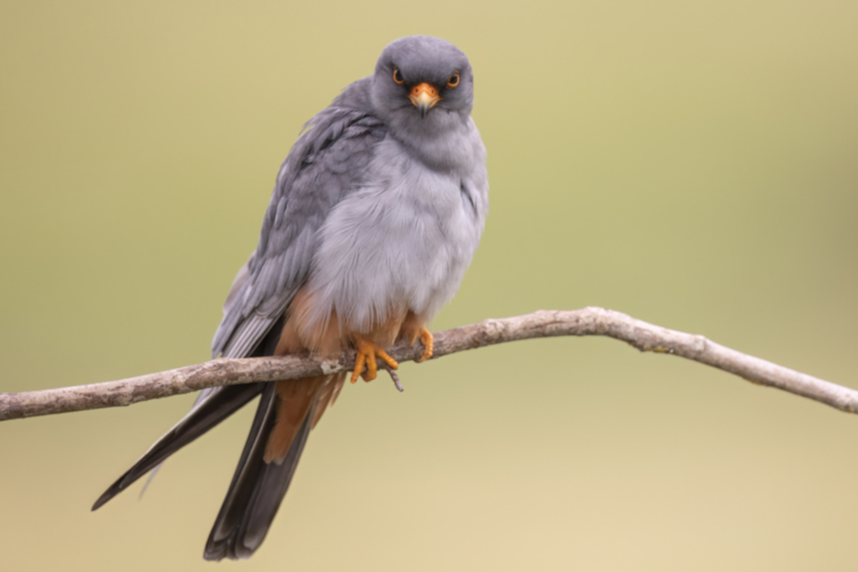 Rotfussfalke_240509_35.jpg