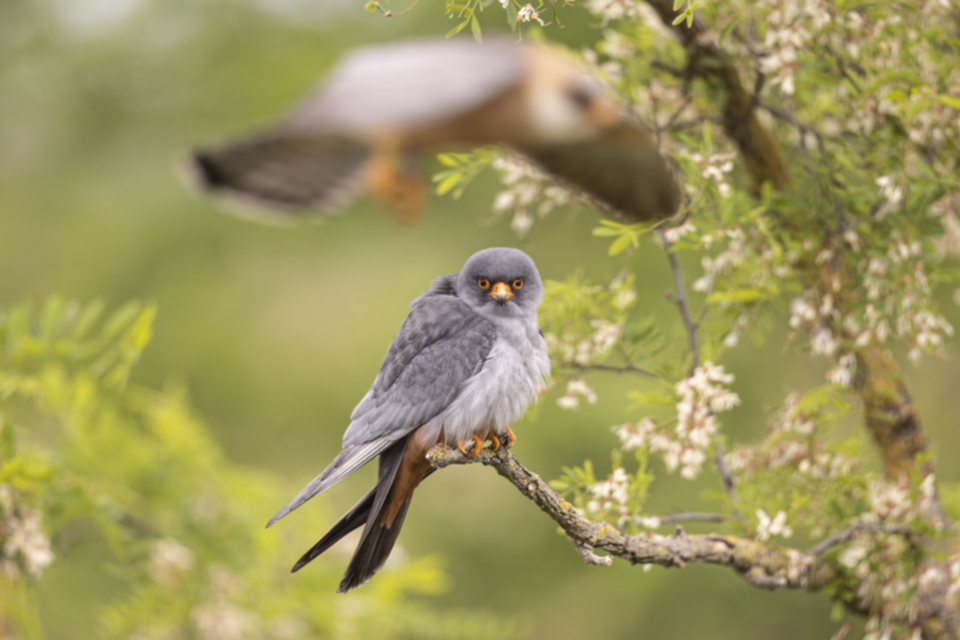 Rotfussfalke_240509_36.jpg