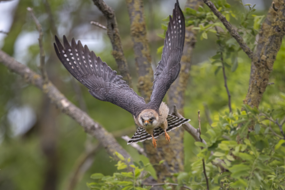 Rotfussfalke_240509_38.jpg