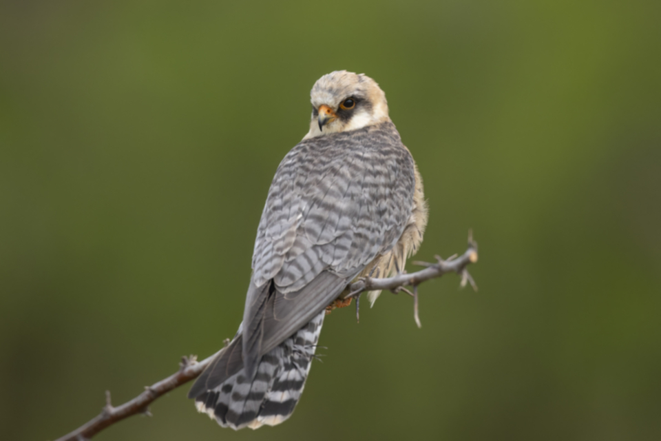 Rotfussfalke_240509_40.jpg