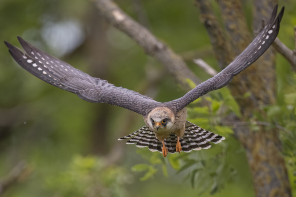 Rotfussfalke_240509_39.jpg