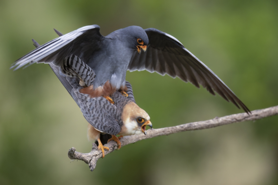 Rotfussfalke_240509_41.jpg