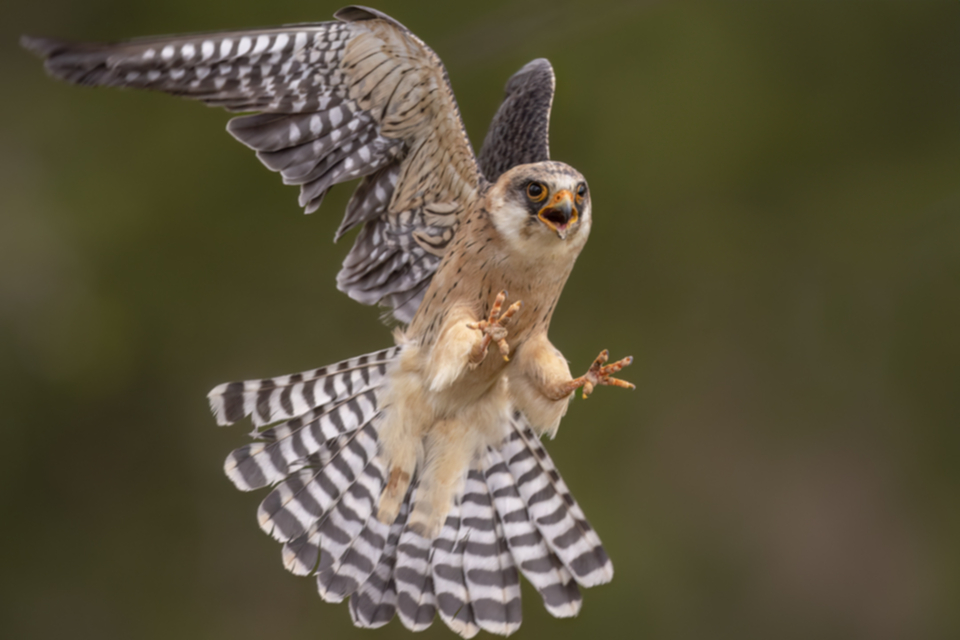 Rotfussfalke_240509_42.jpg