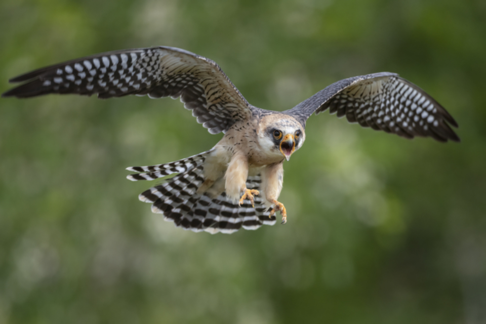 Rotfussfalke_240509_43.jpg