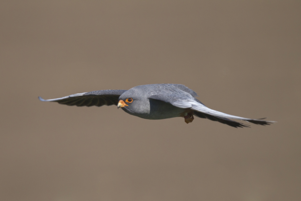 Rotfussfalke_110421_01.jpg