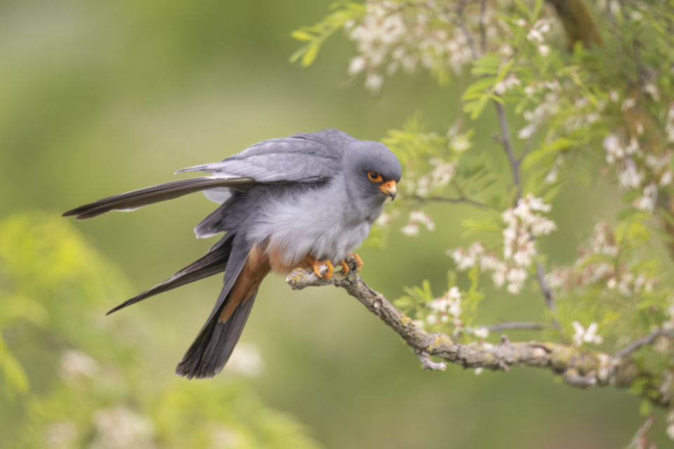 Rotfussfalke_240509_37.jpg