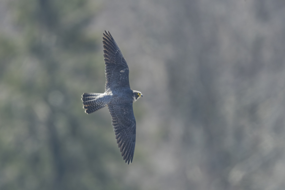 Wanderfalke_190217_01.jpg