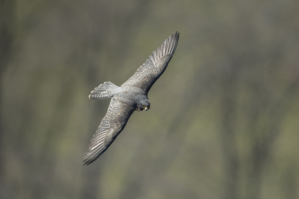 Wanderfalke_190217_03.jpg