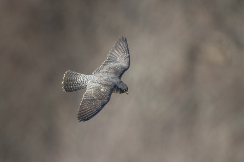 Wanderfalke_190217_05.jpg