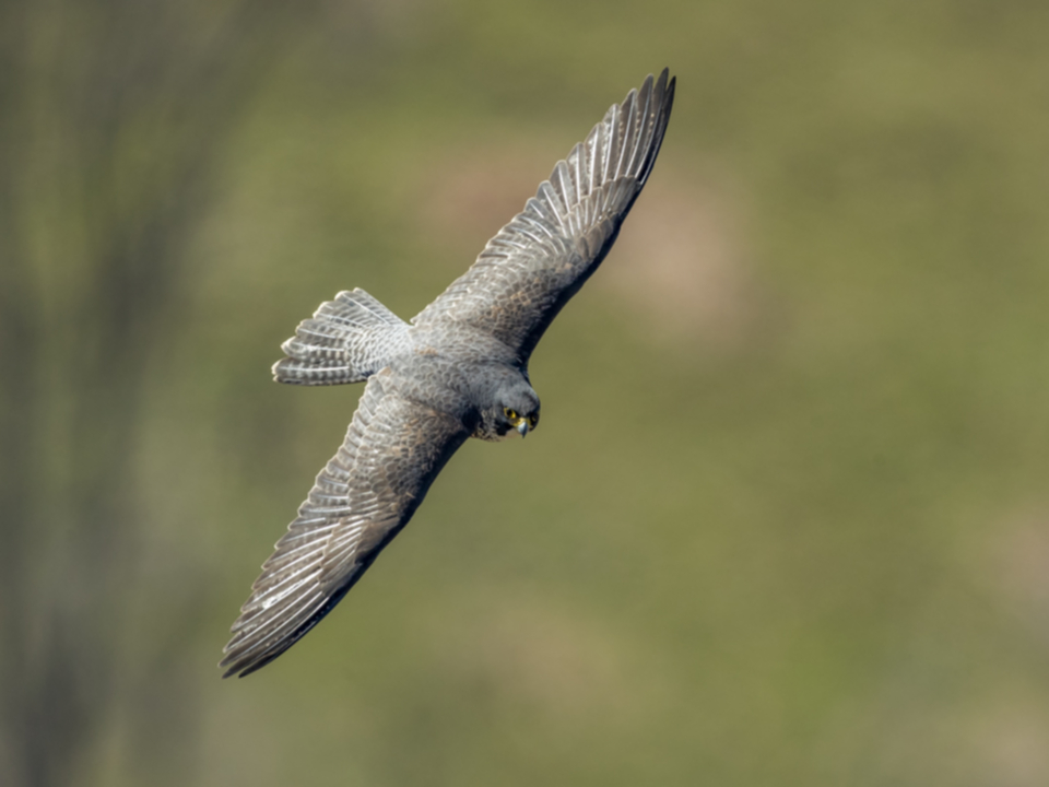 Wanderfalke_190217_04.jpg