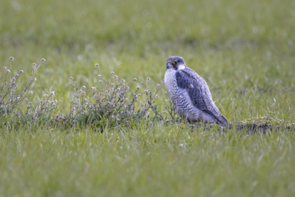 Wanderfalke_210320_07.jpg