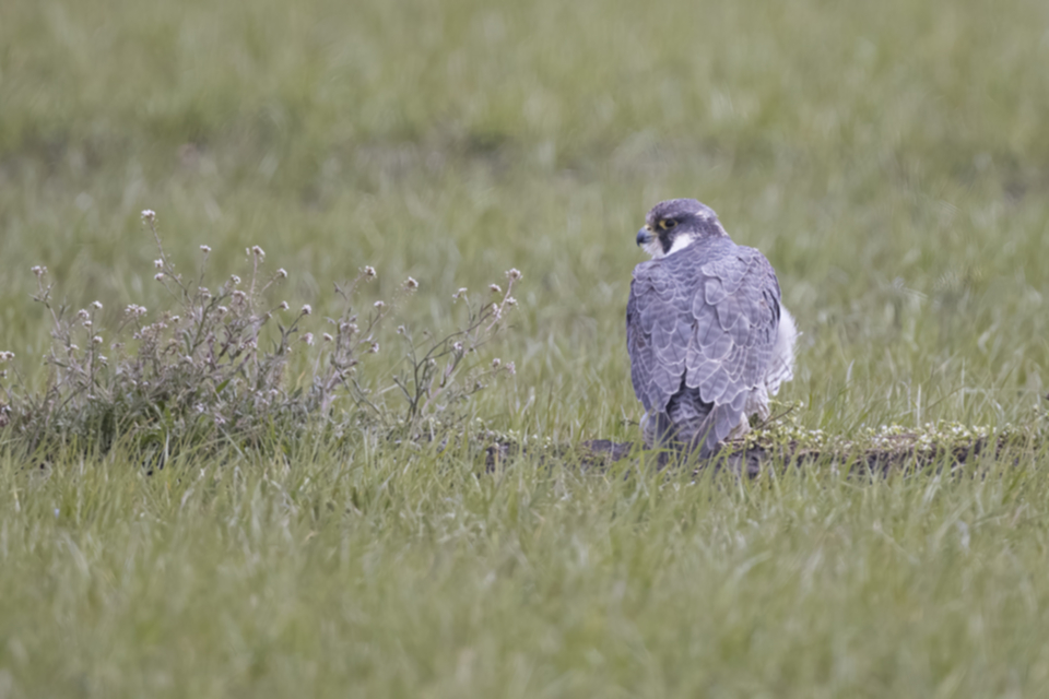 Wanderfalke_210320_08.jpg