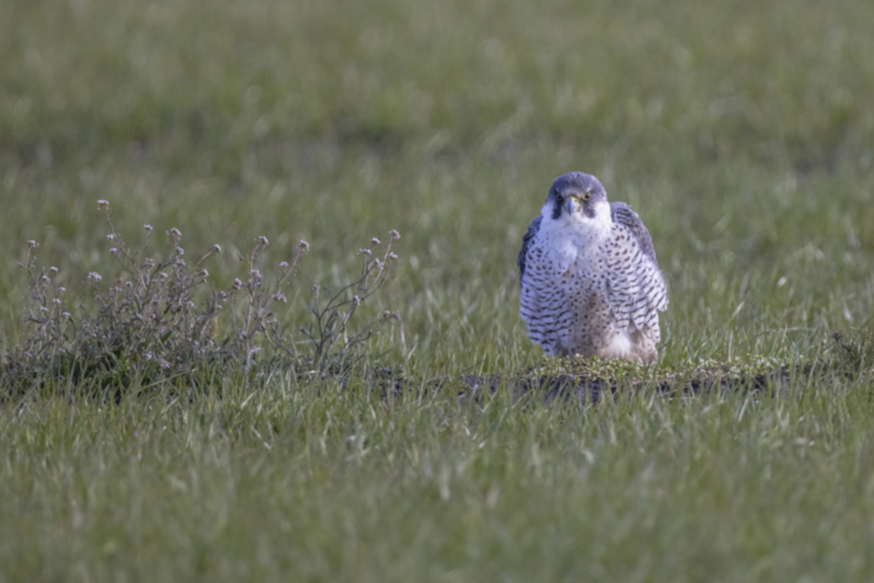 Wanderfalke_210320_09.jpg