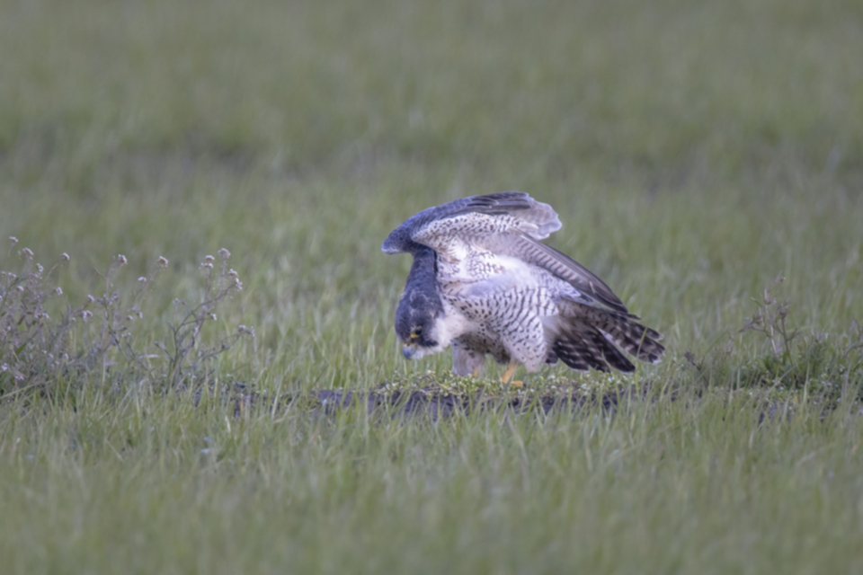 Wanderfalke_210320_10.jpg