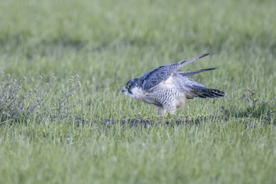 Wanderfalke_210320_11.jpg