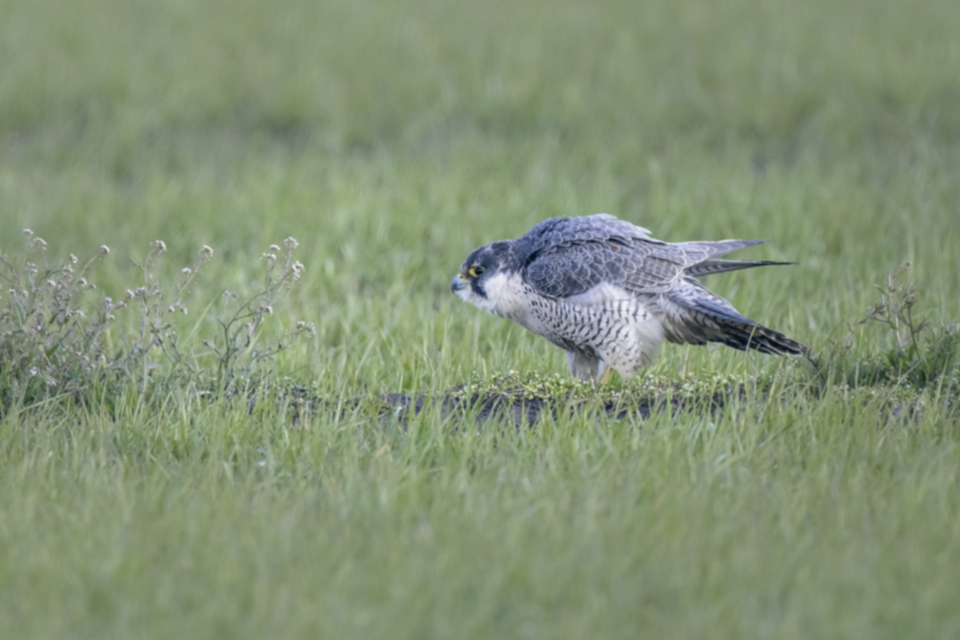 Wanderfalke_210320_12.jpg