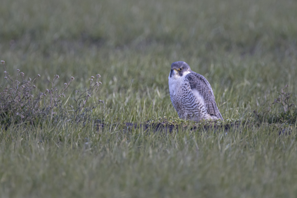 Wanderfalke_210320_13.jpg