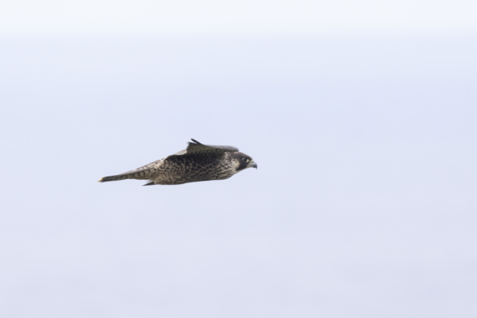 Wanderfalke_210706_14.jpg