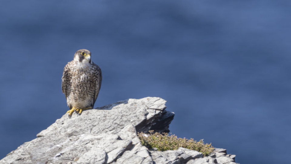 Wanderfalke_210710_15.jpg
