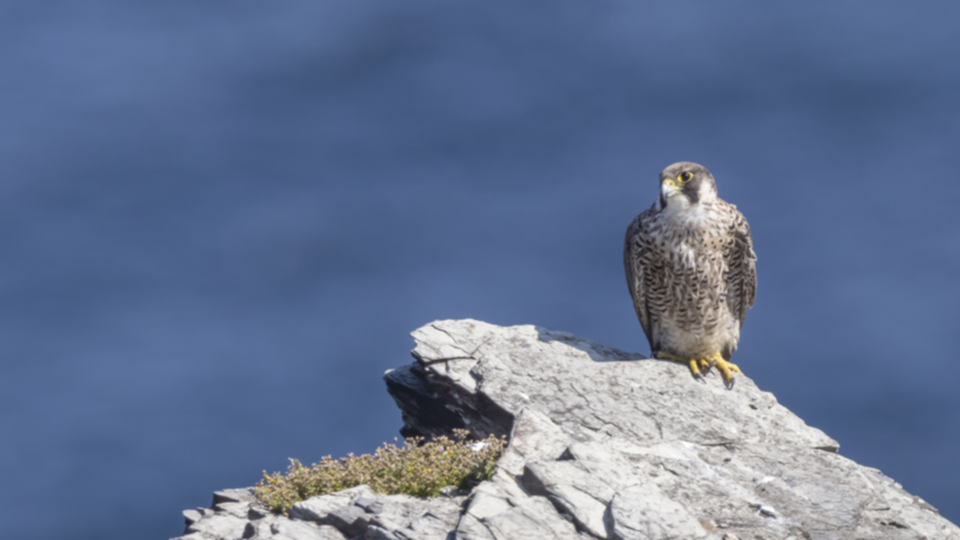 Wanderfalke_210710_16.jpg