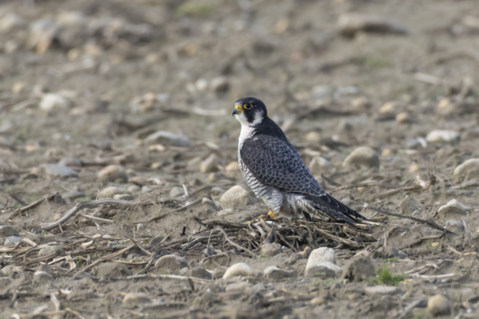 Wanderfalke_240104_17.jpg