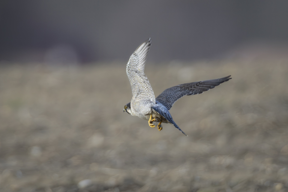 Wanderfalke_240104_18.jpg