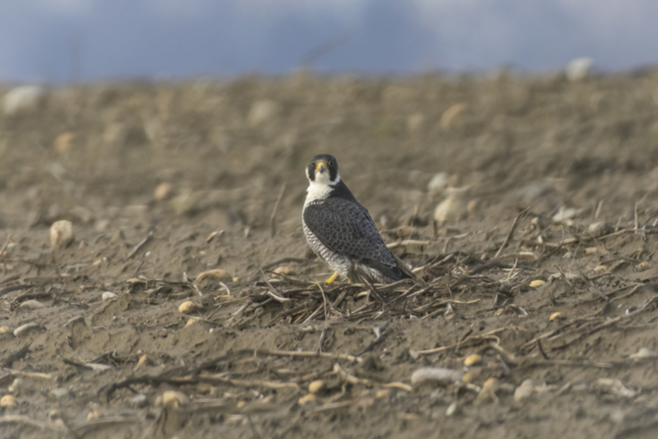 Wanderfalke_240104_19.jpg