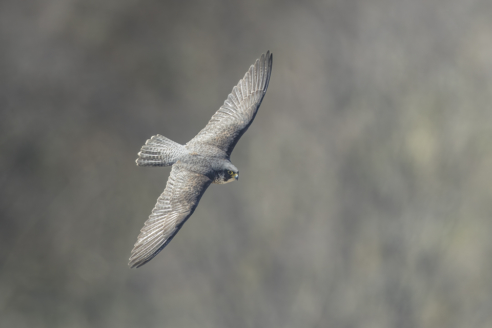 Wanderfalke_190217_02.jpg