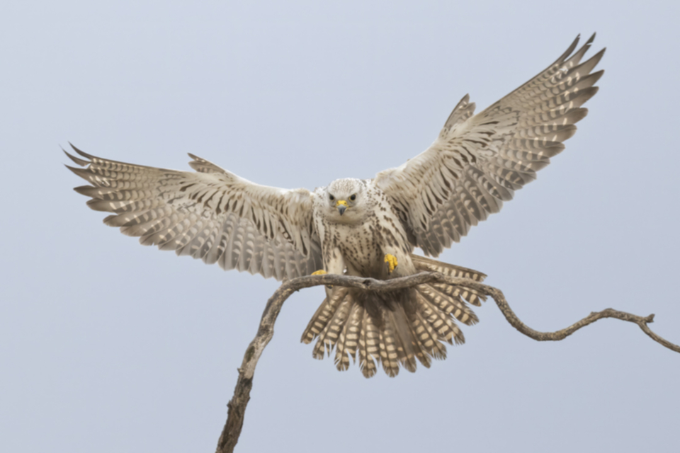 Wuergfalke_250122_01.jpg