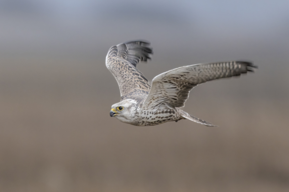 Wuergfalke_250122_02.jpg