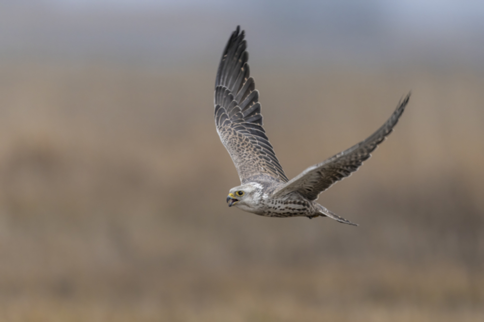 Wuergfalke_250122_03.jpg