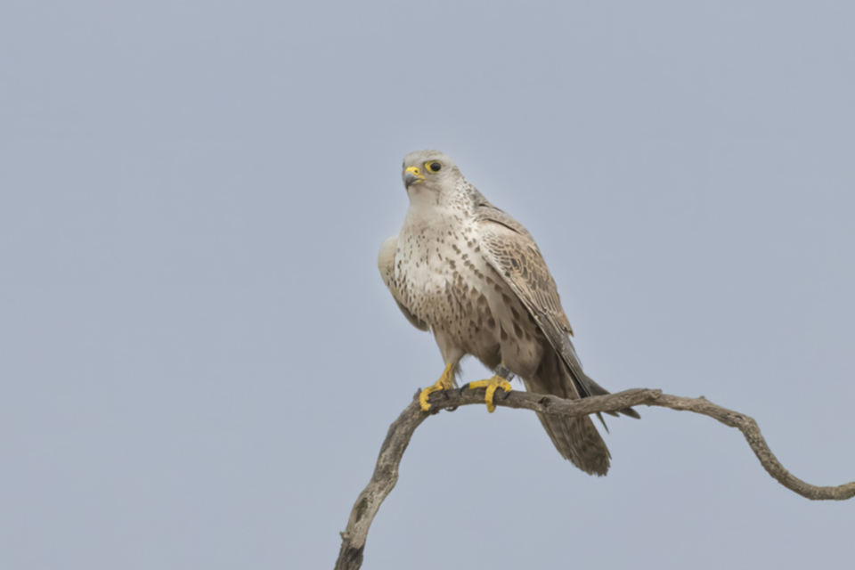 Wuergfalke_250122_04.jpg