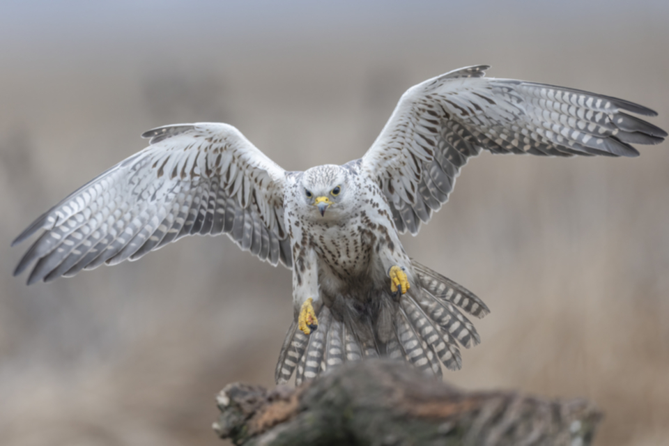 Wuergfalke_250122_05.jpg