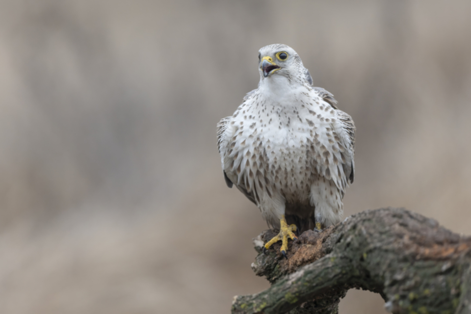 Wuergfalke_250122_07.jpg