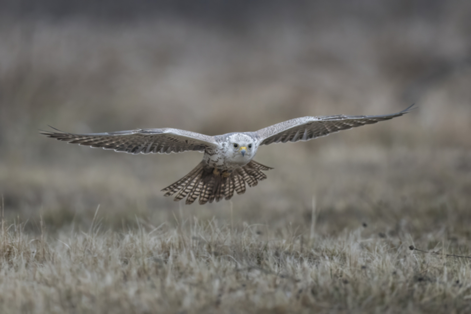 Wuergfalke_250122_08.jpg