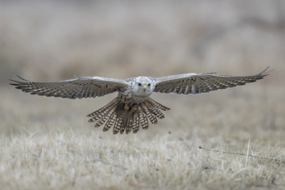 Wuergfalke_250122_09.jpg