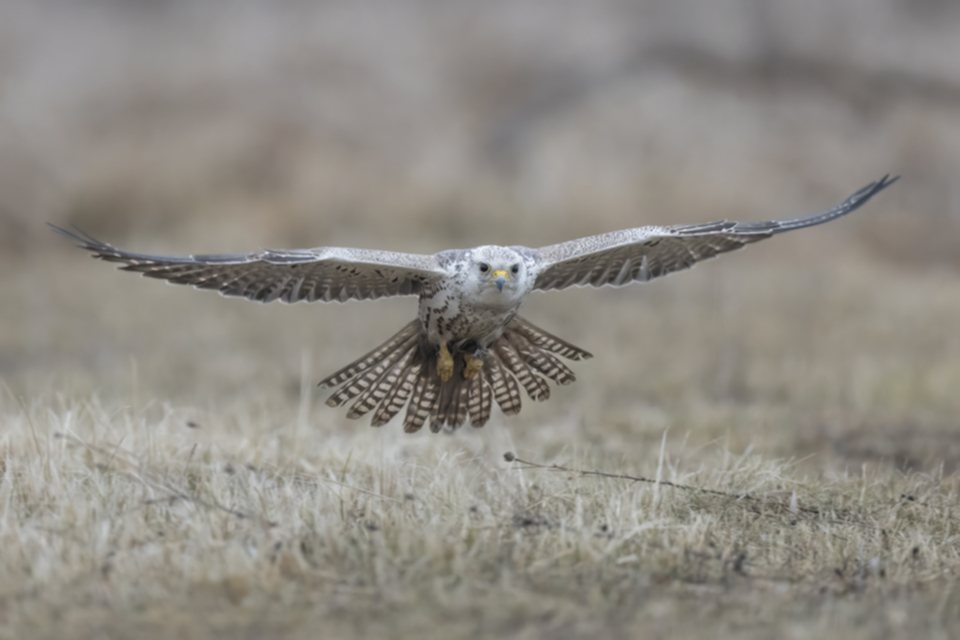 Wuergfalke_250122_10.jpg