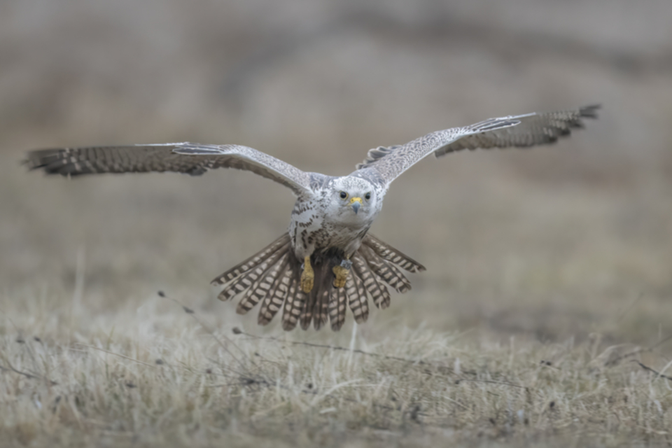 Wuergfalke_250122_11.jpg