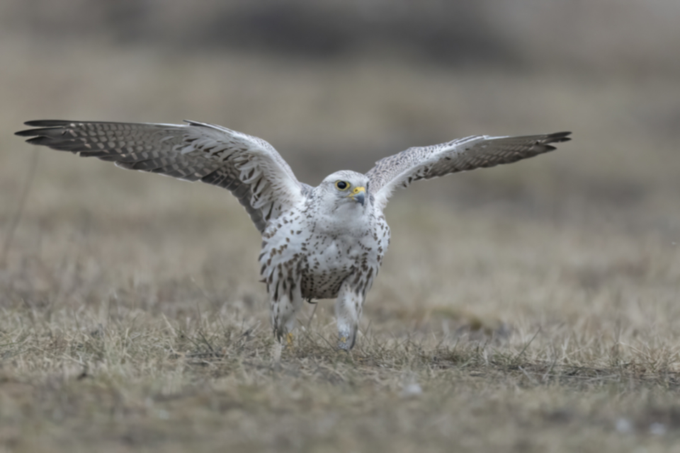 Wuergfalke_250122_13.jpg