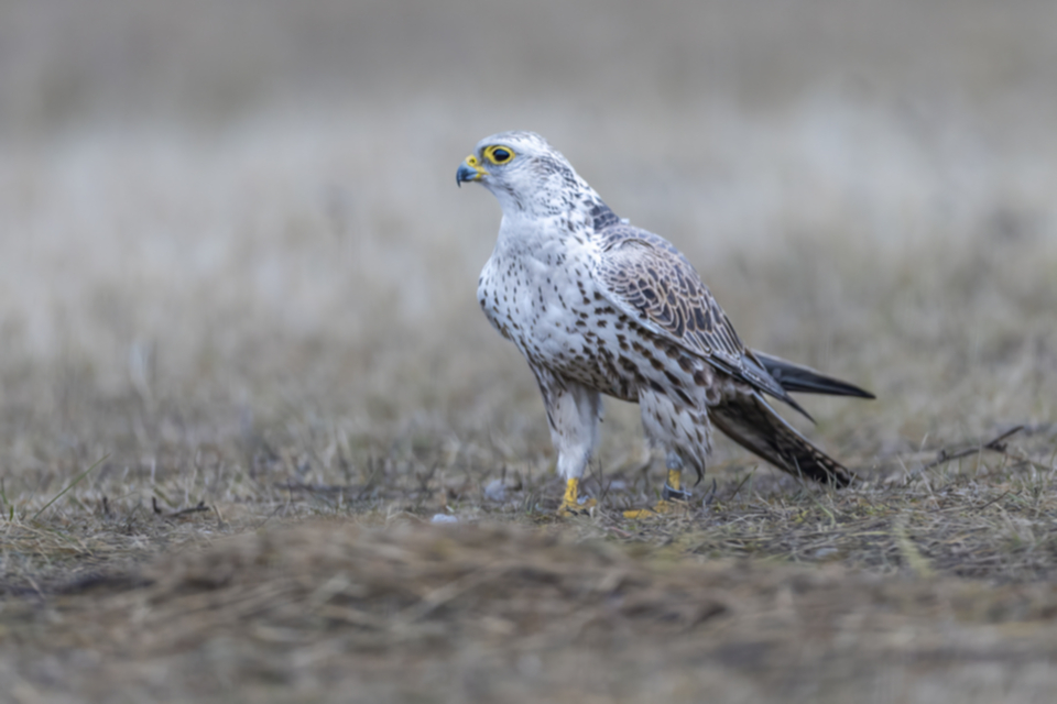 Wuergfalke_250122_15.jpg