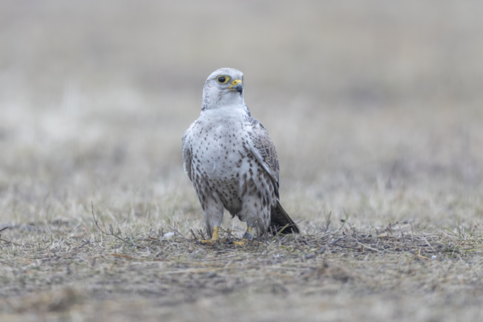 Wuergfalke_250122_16.jpg