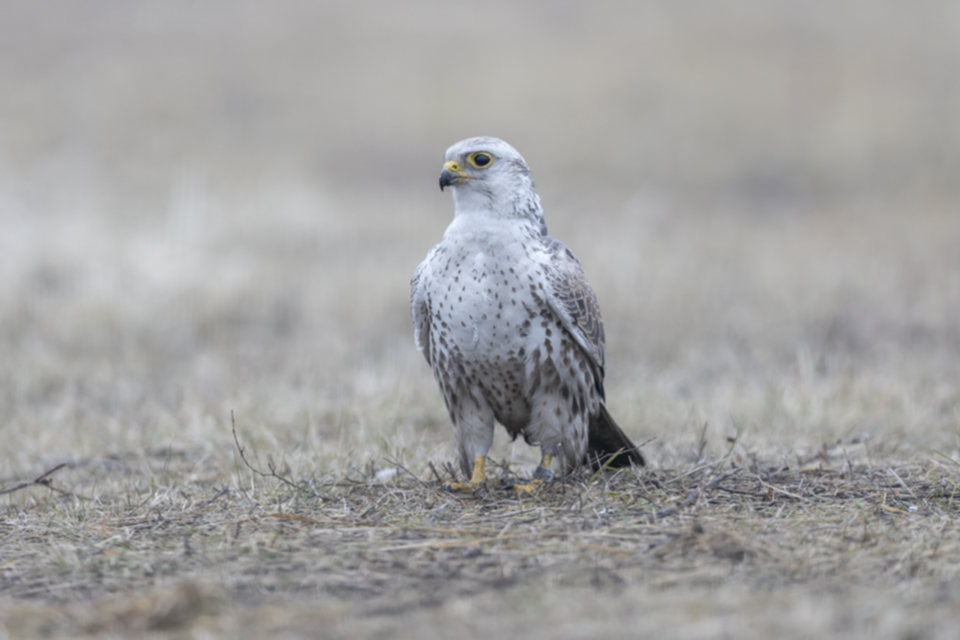 Wuergfalke_250122_17.jpg
