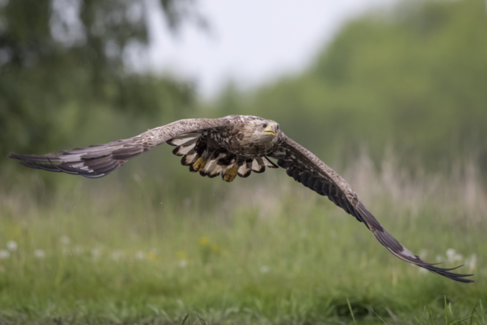 Seeadler_170502_01.jpg