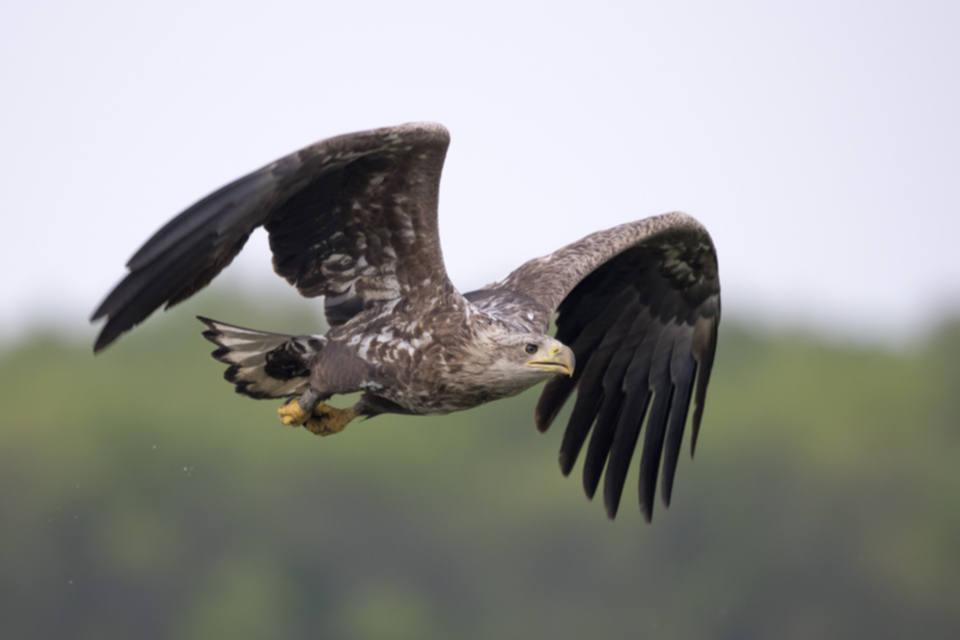 Seeadler_170502_03.jpg