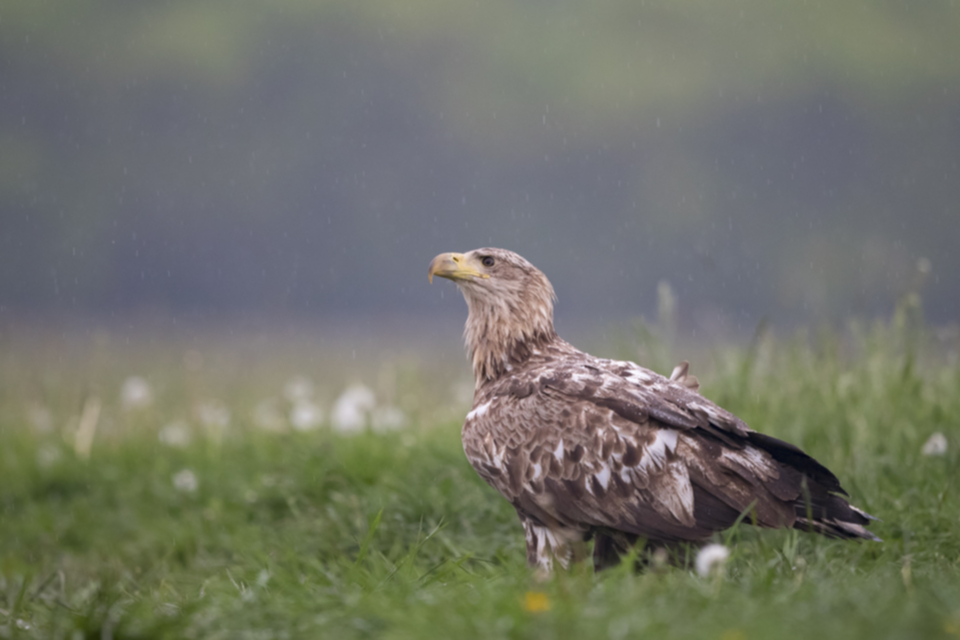 Seeadler_170502_04.jpg